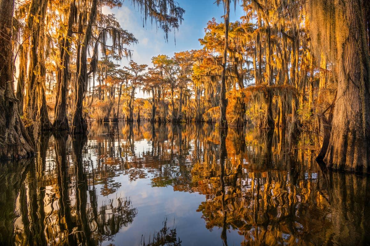  Alligators swim in Texas swamps.