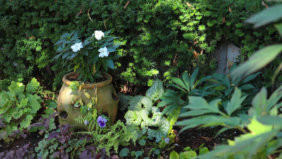Here's Why Your Perennials Aren't Coming Back This Year 