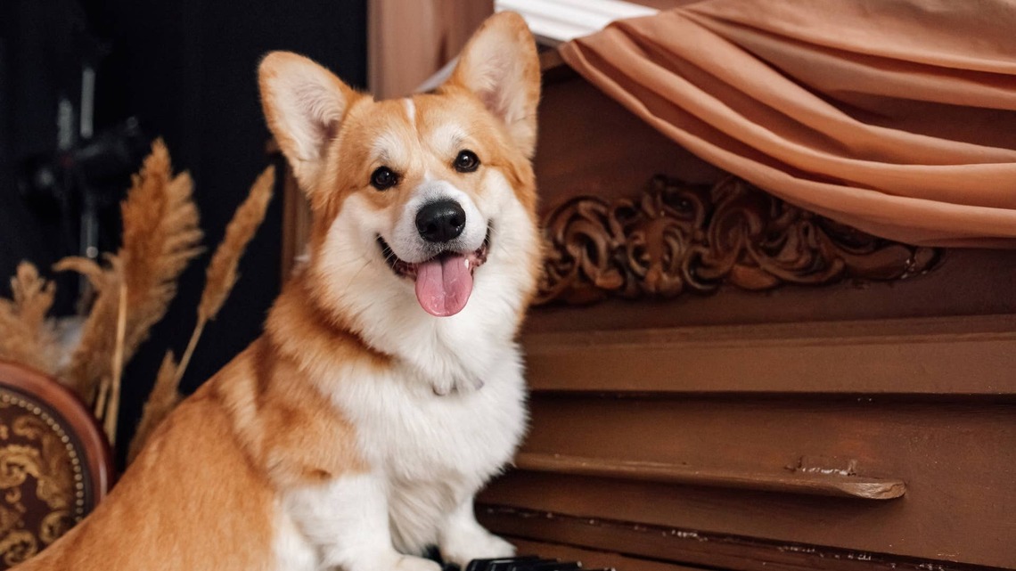 Watching This Corgi Get Ready for a Walk Is a Little Dopamine Treat 