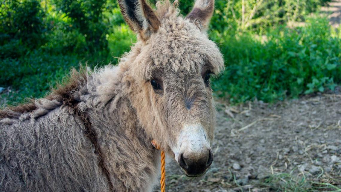 baby donkey. 
