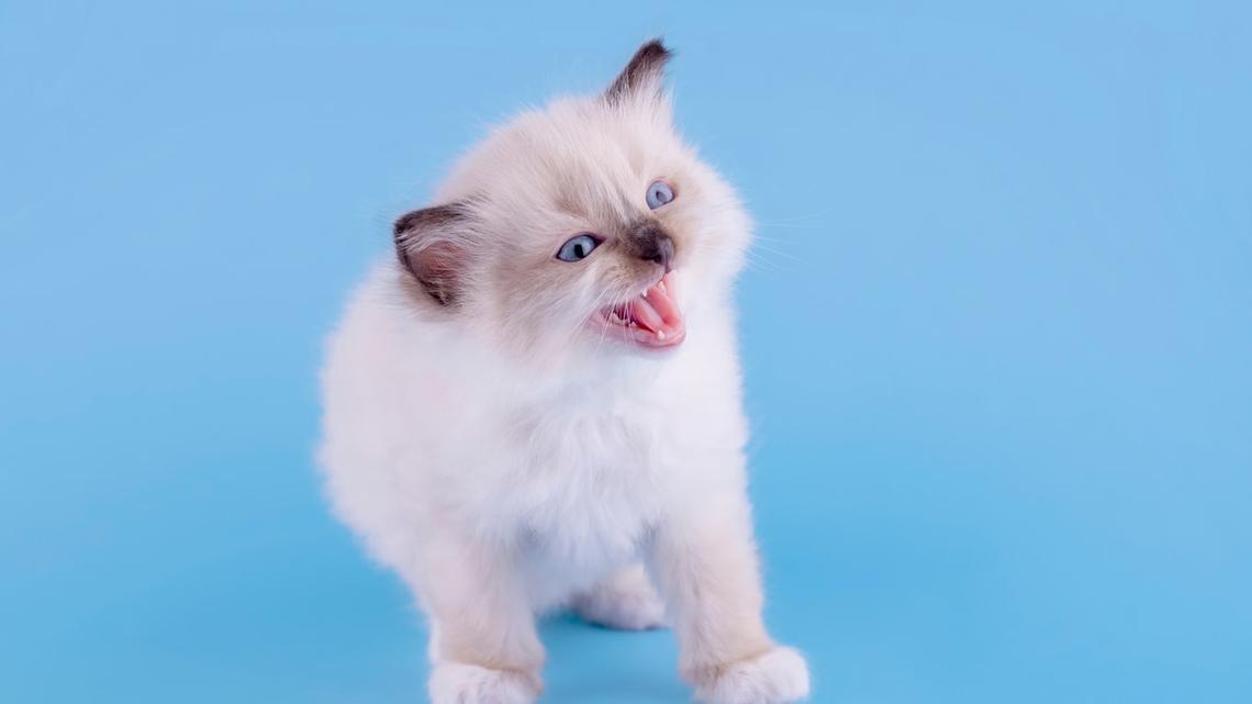 Tiny 'Toasted' Ragdoll Kitten Uses Cutest Sideways Attack Strategy