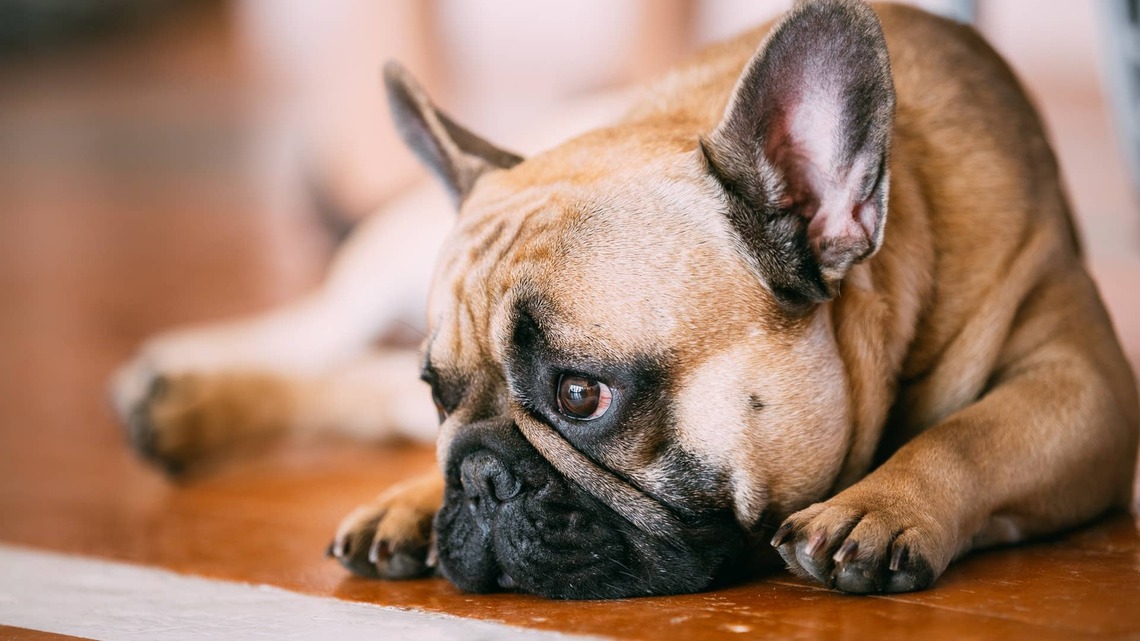 Little Frenchie Has a Giant Crash Out After Mom Pets the 'Other Dog' in the Mirror 
