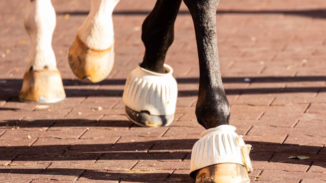 Which Sires Put The Most Dependable Foot On Their Foals? Trainers Sound Off 