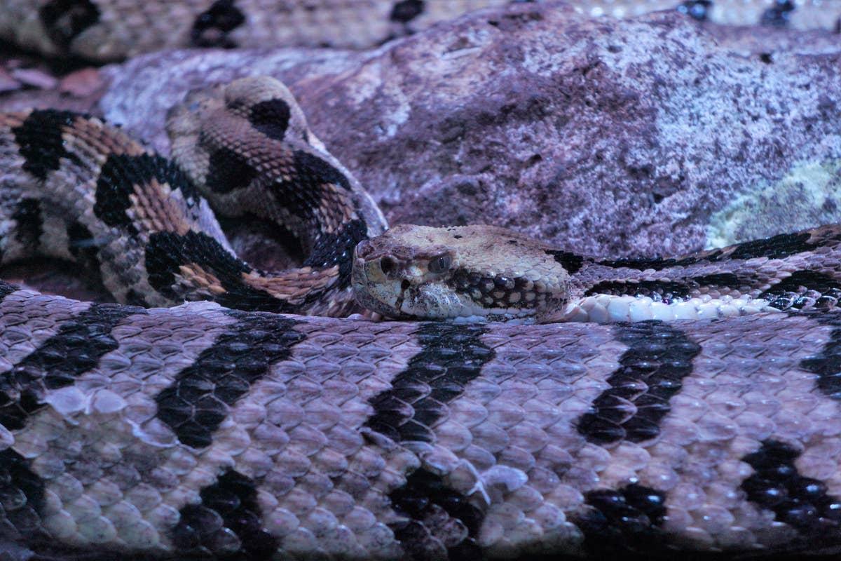  A venomous timber rattlesnake moving across forest ground.