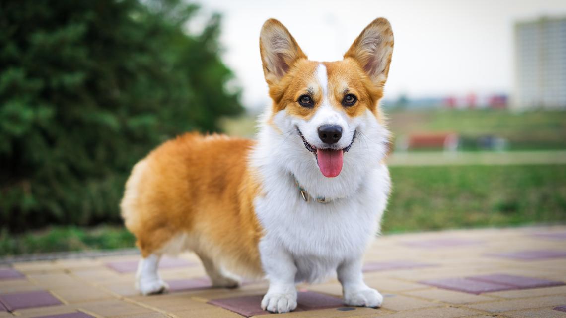 welsh-corgi-dog-park. 
