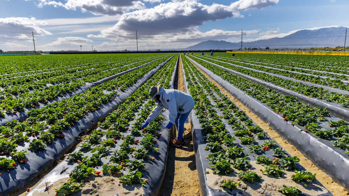 California to phase out paraquat, a powerful weedkiller associated with serious health issues 