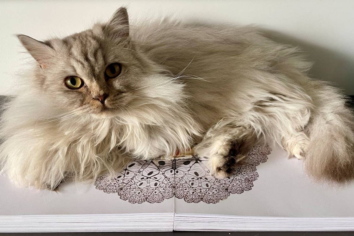  British Longhairs share the Maine Coon's large build and soft, luxurious coat.
