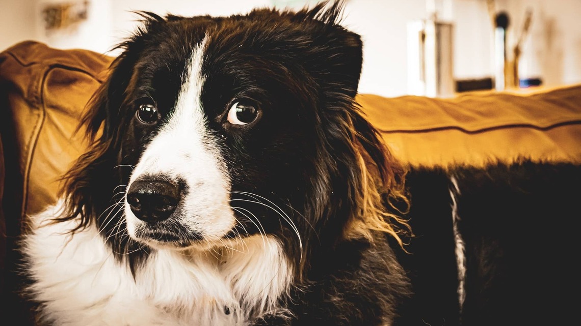 Border Collie Tries to Fit His Dachshund Bestie's Whole Face in His Mouth 