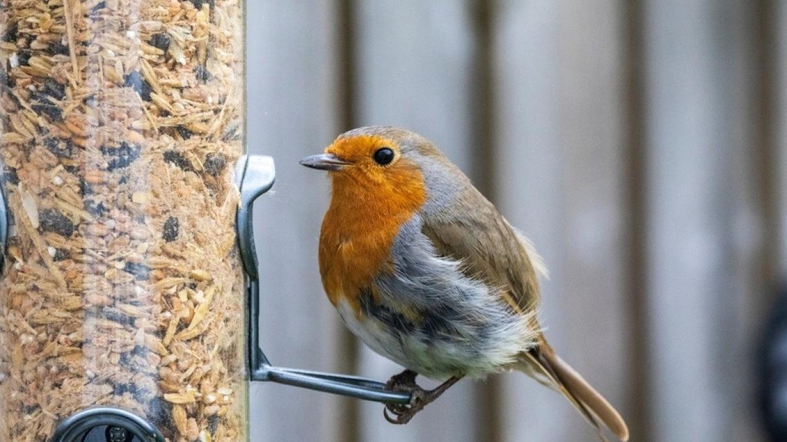 Most commonly seen birds in California 