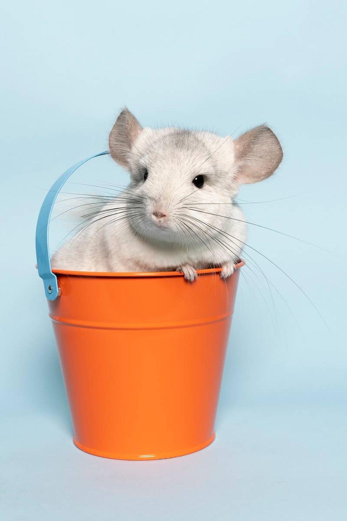  A funny chinchilla in a small bucket.