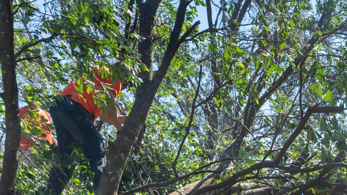 Need help clearing trees? BRACE is doing it for free. How to get help 