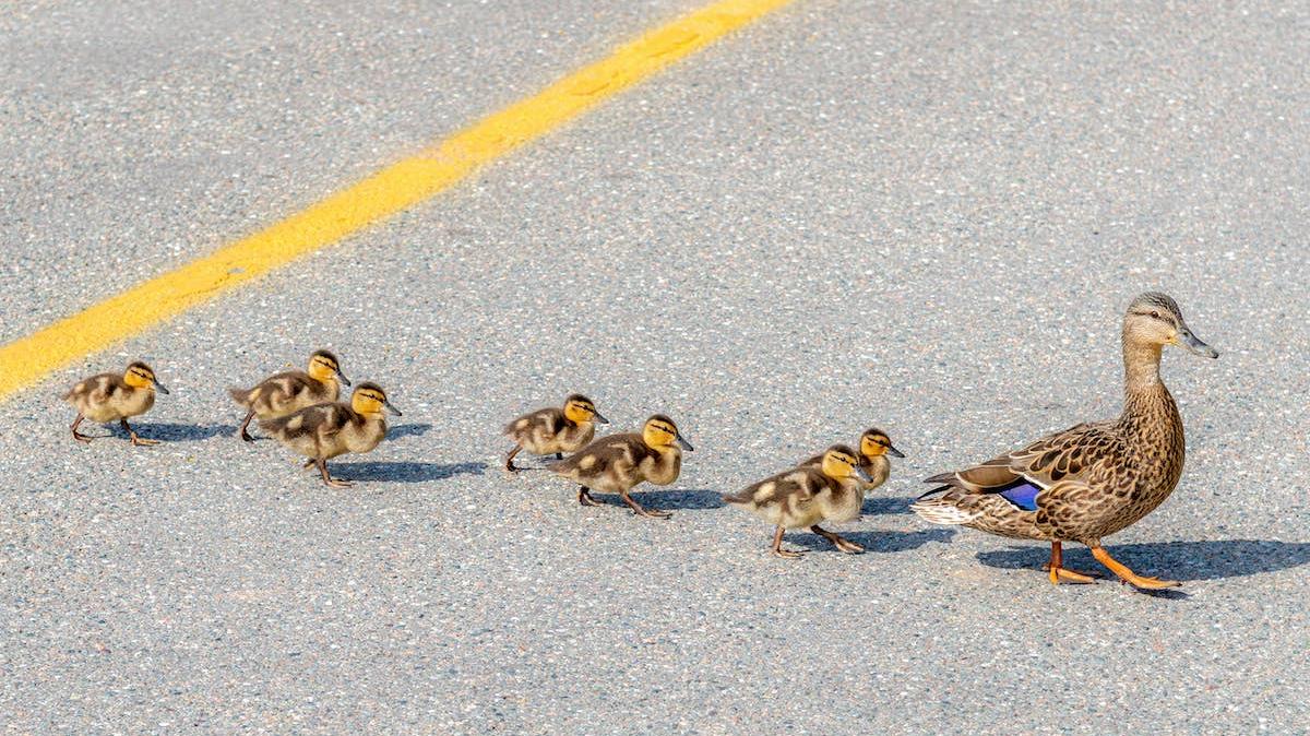 Ducklings following mama duck across road. 