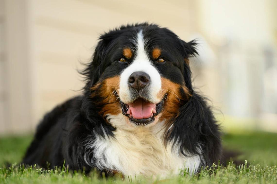  A guard dogs with calm temperament laying outside. 
