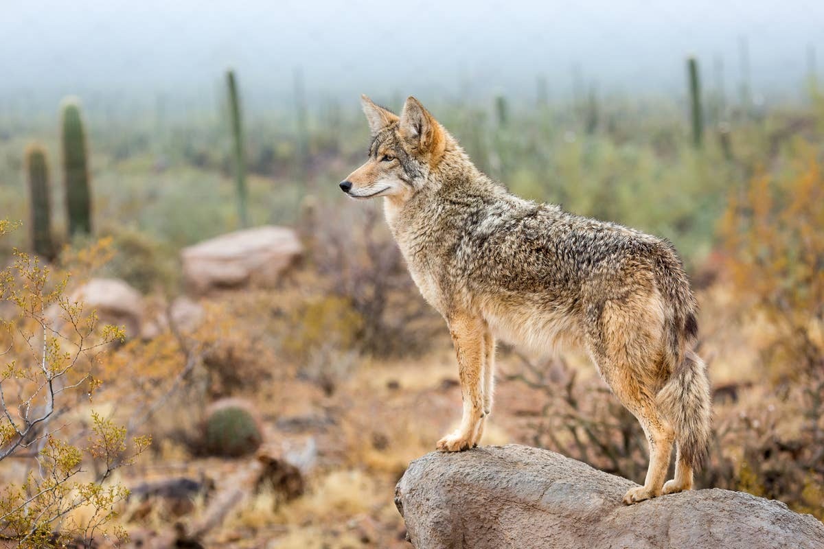  Coyote symbolism varies widely in different cultures.