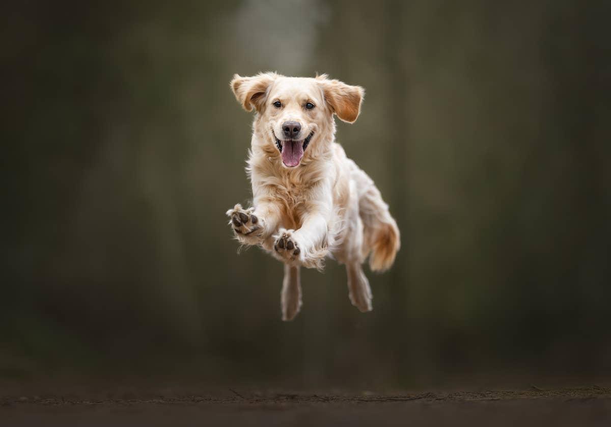  Built for activity, this breed loves running and outdoor play.