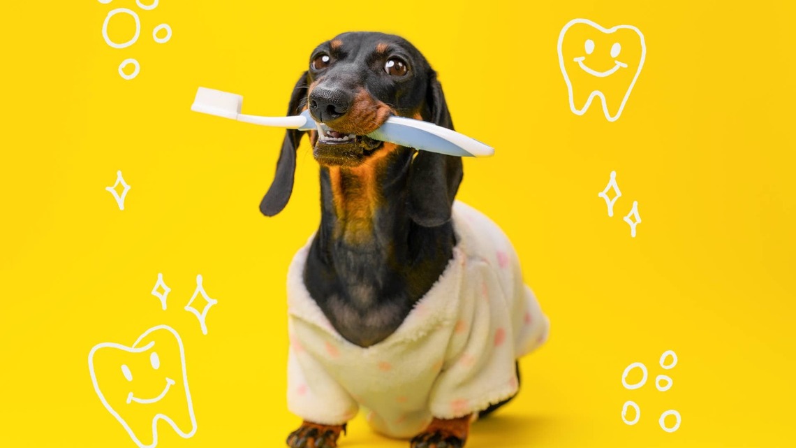 Looking for a Dog Dental Toy? This Clever Brush Lets Dogs Clean Their Own Teeth 
