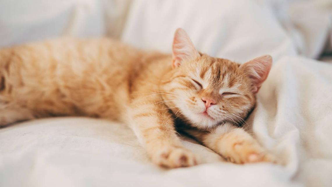 A ginger cat sleeps in his soft cozy bed on a floor carpet, soft focus. 