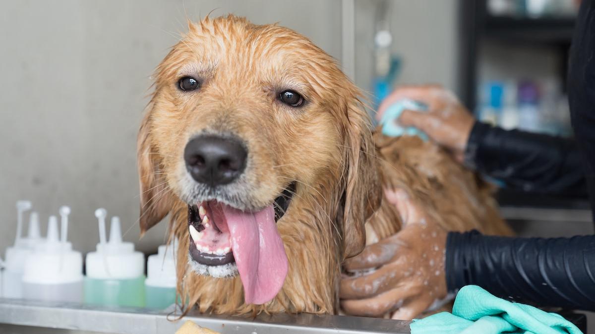 Golden Retriever in the bath with their tongue out.
