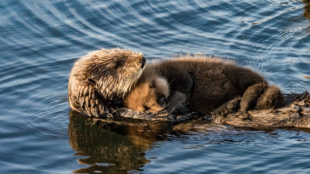 Sea otter holding her pup in the water. 