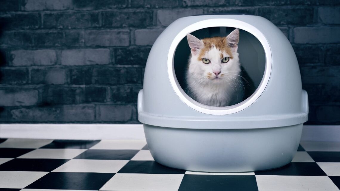 17 Automatic, Self-Cleaning Litter Boxes You Can Grab for Up to 55% Off on Amazon 