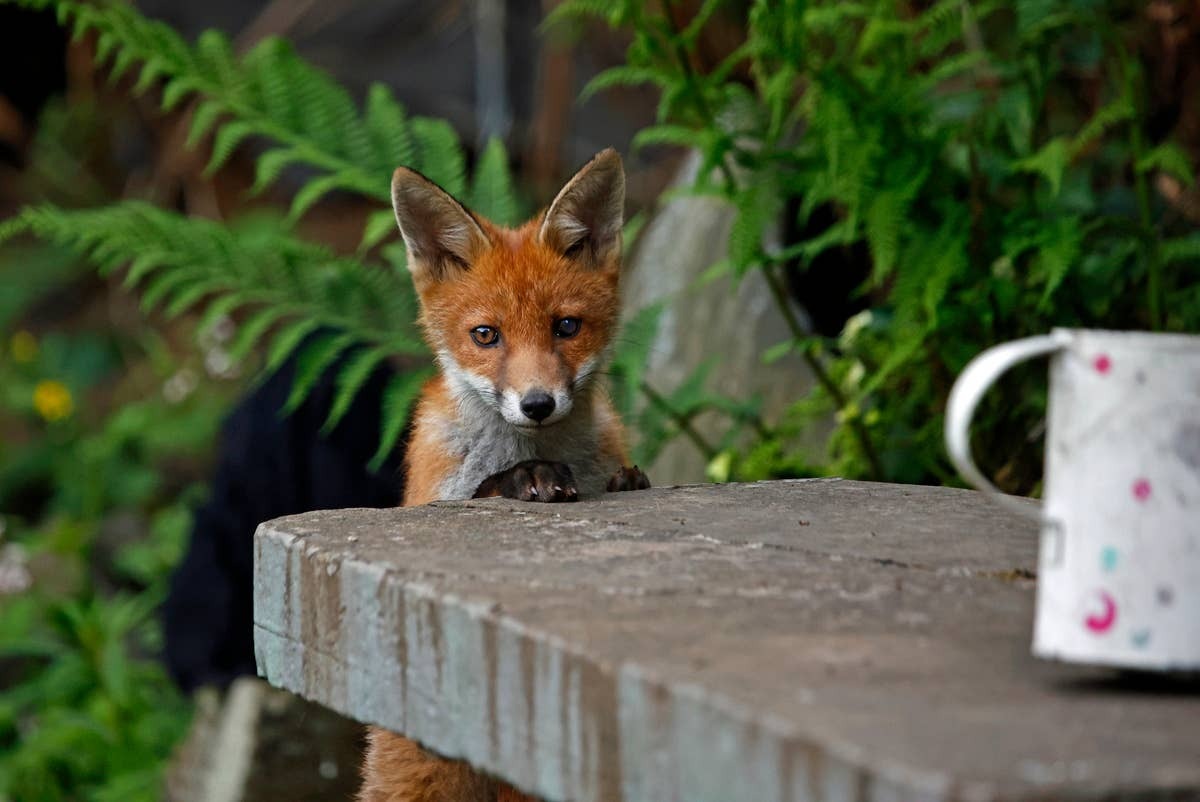  Homeowners should never try to make wild foxes their pets.