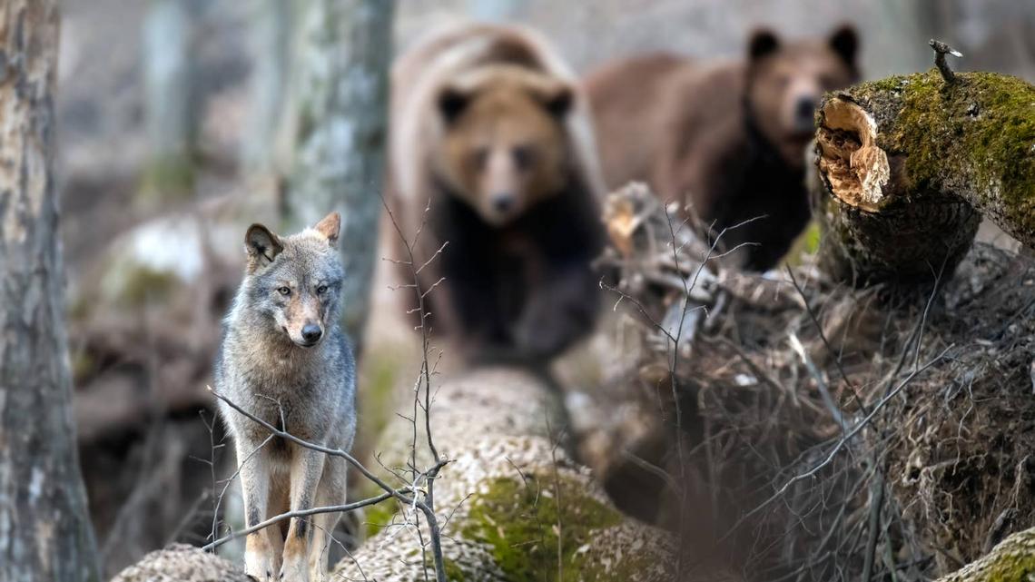 Tense Yellowstone Standoff Between Wolf and Grizzly Bear Caught on Camera 