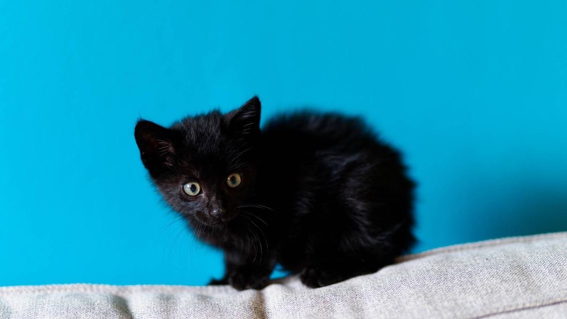 Adorable Foster Kitten Named Eugene Looks Just Like a Tiny Frog, and People Are Melting 