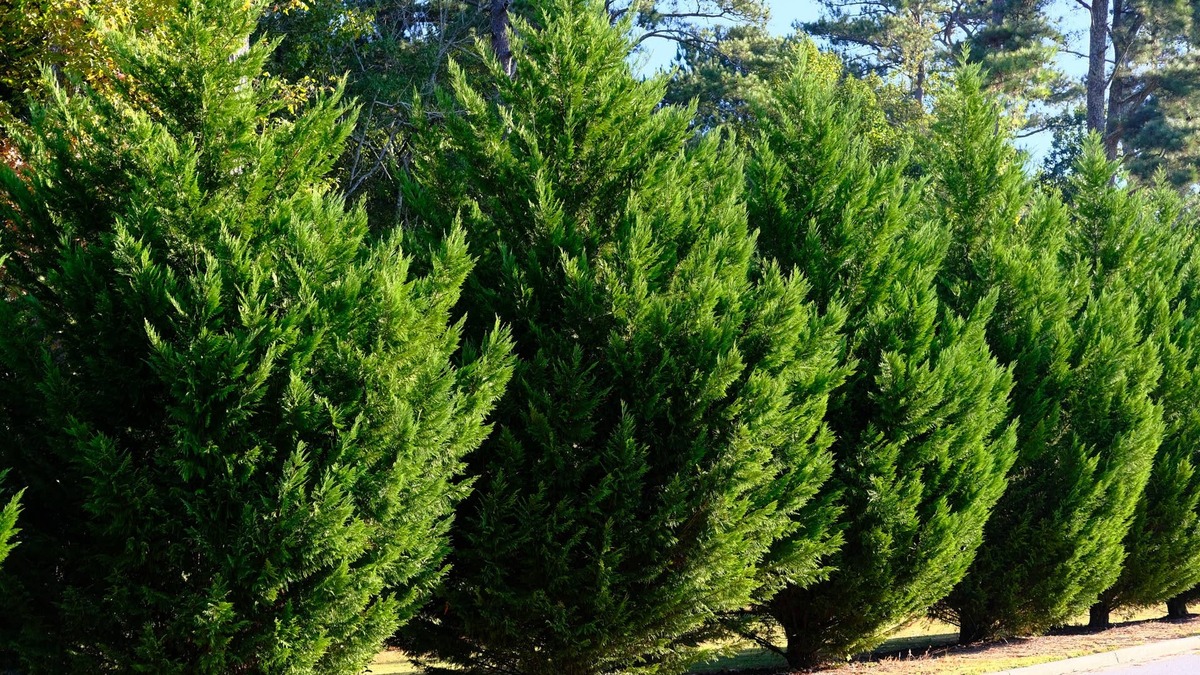 Skip Leyland Cypress-These 5 Fast-Growing Privacy Shrubs Won't Take Over Your Yard