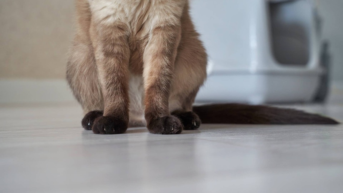 Goblin-Looking Cat Gets Busted Causing Trouble in the Kitchen Sink