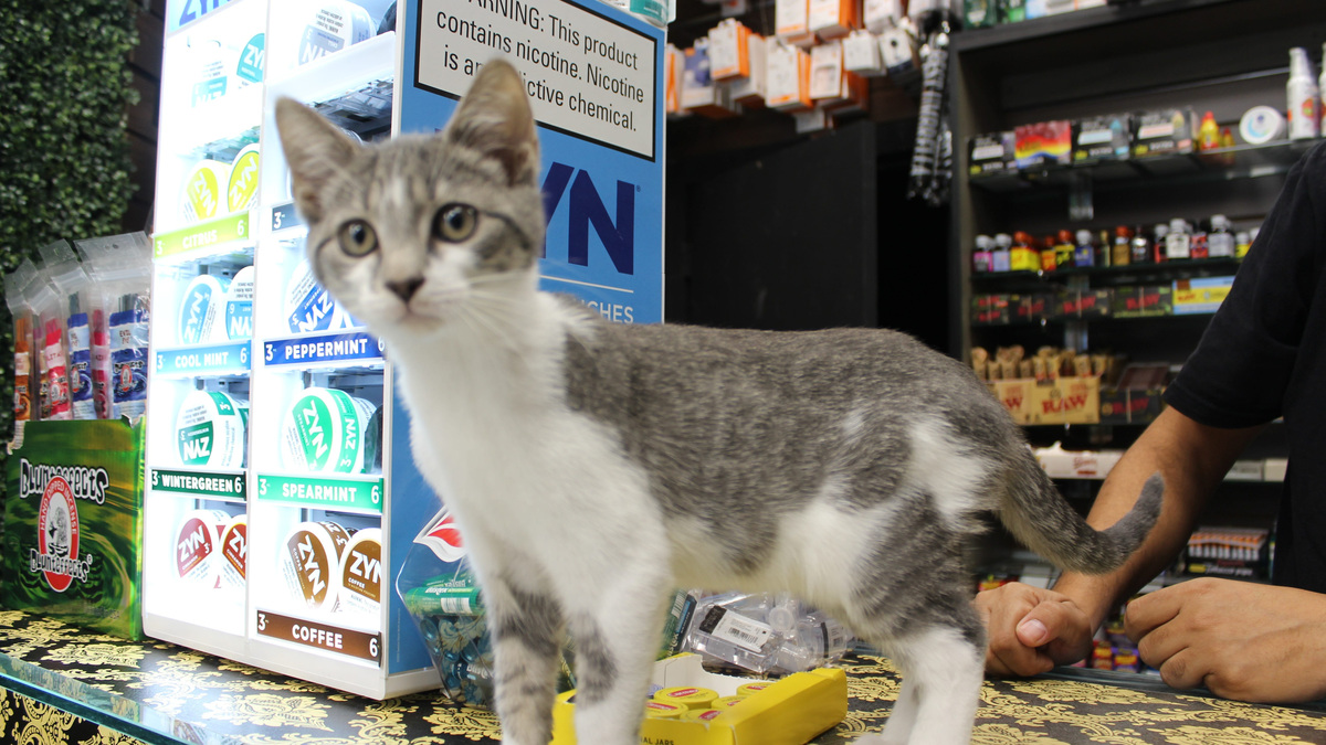 In Manhattan's Hells Kitchen neighborhood, a 9th Avenue bodega adopted 10-week-old Smoky, as way to deter any potential rodents, staff said in Aug. 2024.