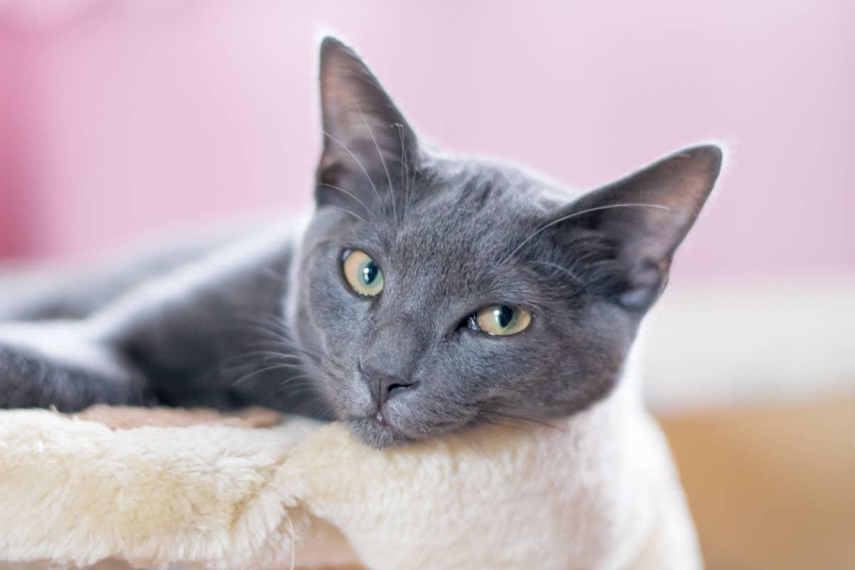  A sensitive cat that prefers quiet surroundings.