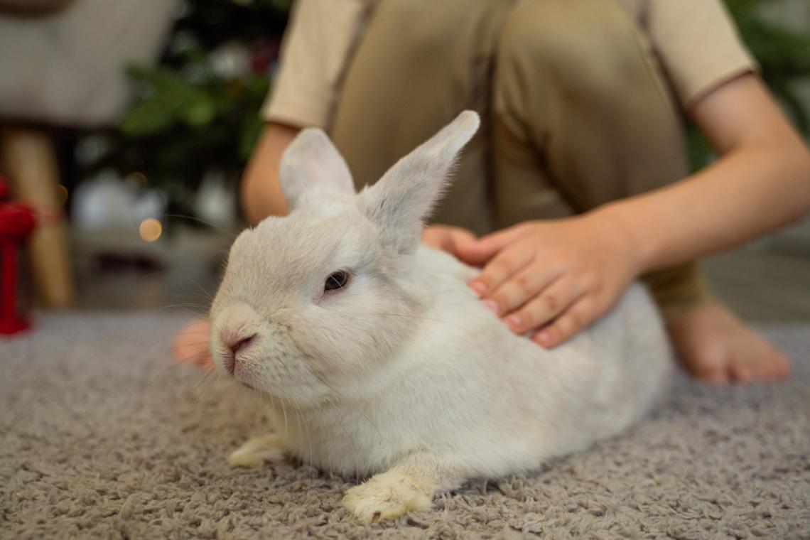  A young child petting a large rabbit. 