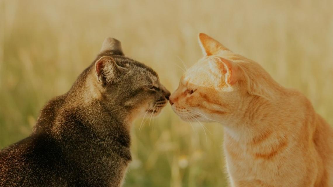 British Shorthair Falls in Love With a Neighborhood Tabby Cat, and It's Like a Fairy Tale Love Story 