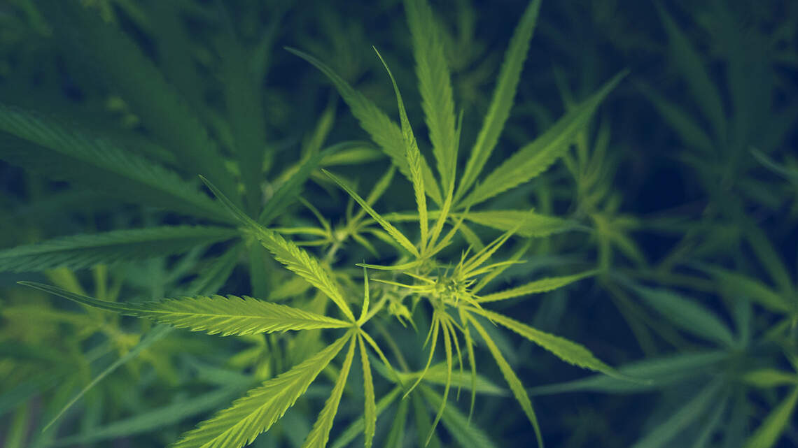 Medicare now covers CBD, but Congress wants to ban it | Opinion