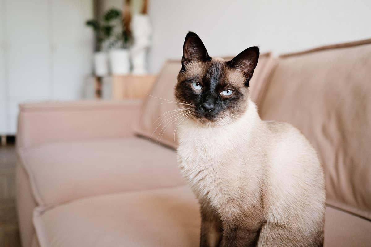  An affectionate Siamese cat with blue eyes.