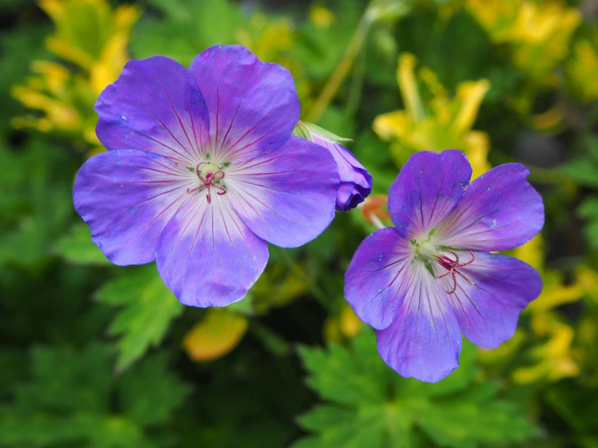  Native hardy perennial geranium, or Cranesbill.