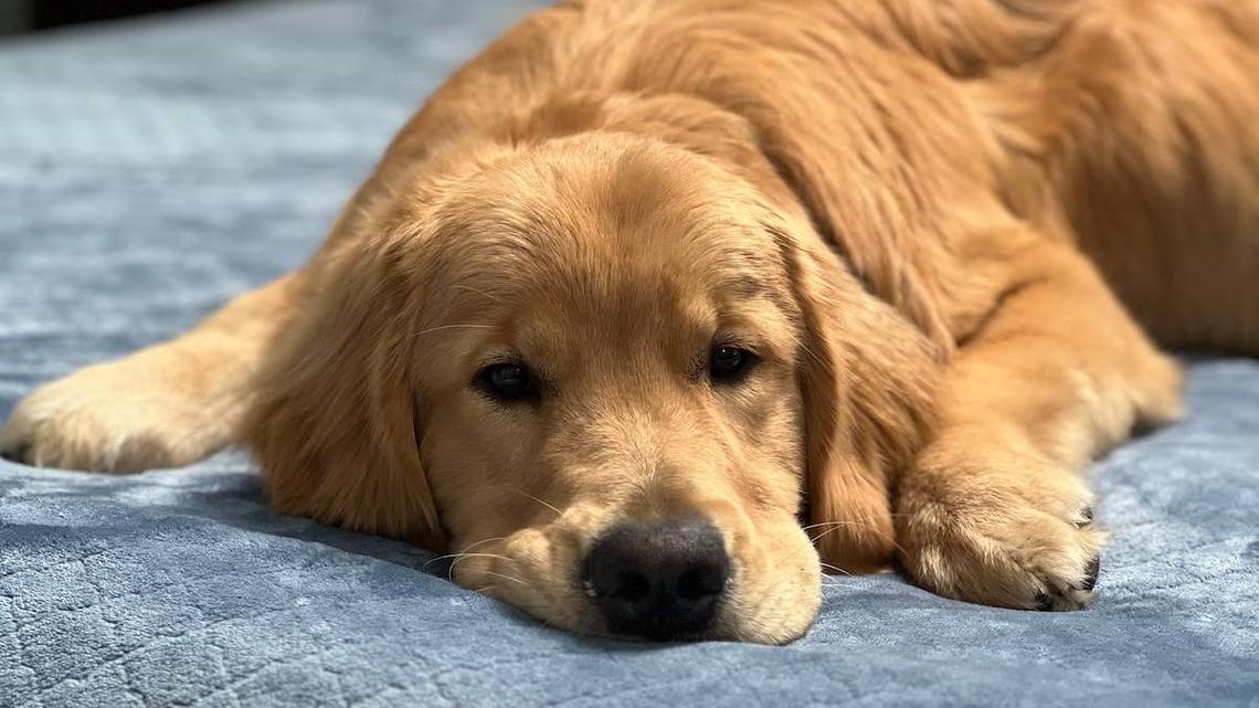 Golden Retriever Puppy Argues With Dad Like a Full-Blown Teenager 