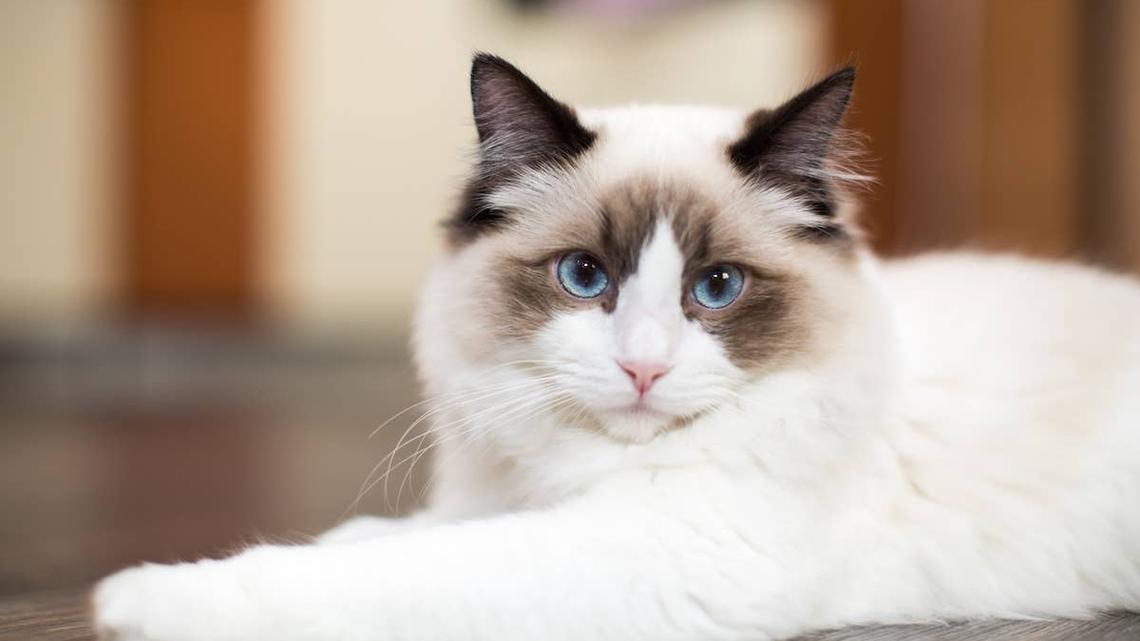 Ragdoll cat with blue eyes. 