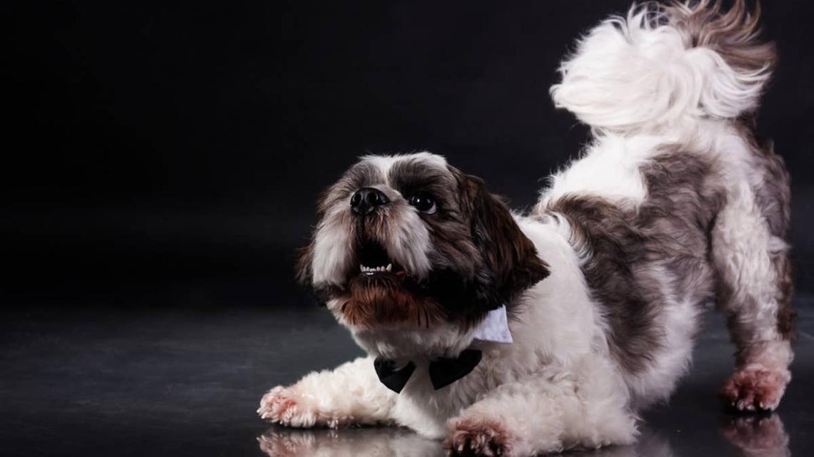 Mom Jokes Neighbors Might Call the Cops Over This Dog's 'Dramatic' Bark 