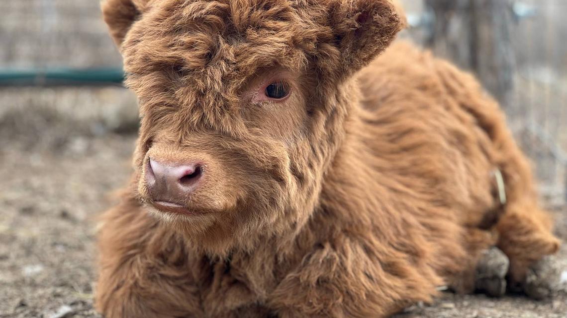 Mini Cow Plays Hide-and-Seek, and It's Beyond Wholesome 