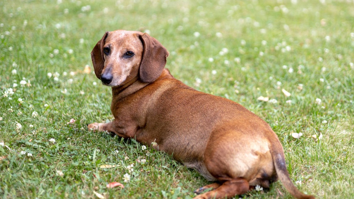 This Senior Dachshund's Hilarious Way of Demanding Dinner Is Too Good