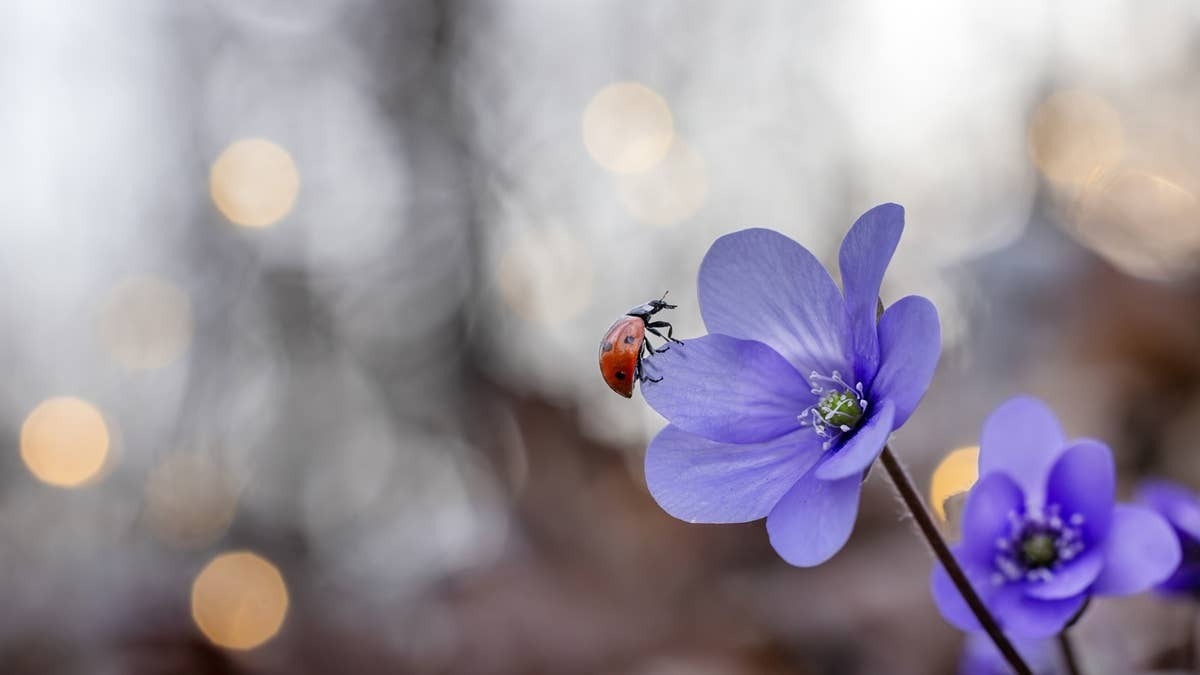  A ladybug on a plant stem searching for aphids and other garden pests.