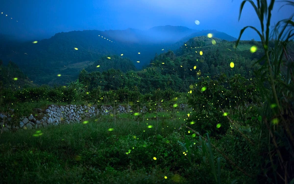  Better habitat conditions can support more fireflies.