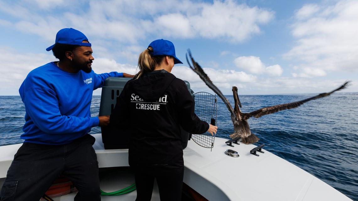 SeaWorld fielding uptick in rescue calls for sick seabirds. ‘They're extremely skinny' 
