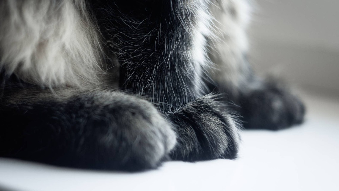 Black Maine Coon Gives Birth to a Perfect Meteor Shower 