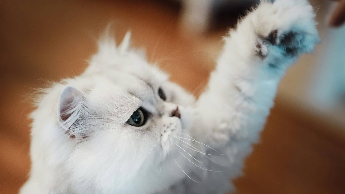 Fluffy Persian Cat Playing in a Box Looks Like a Stuffed Animal Come to Life