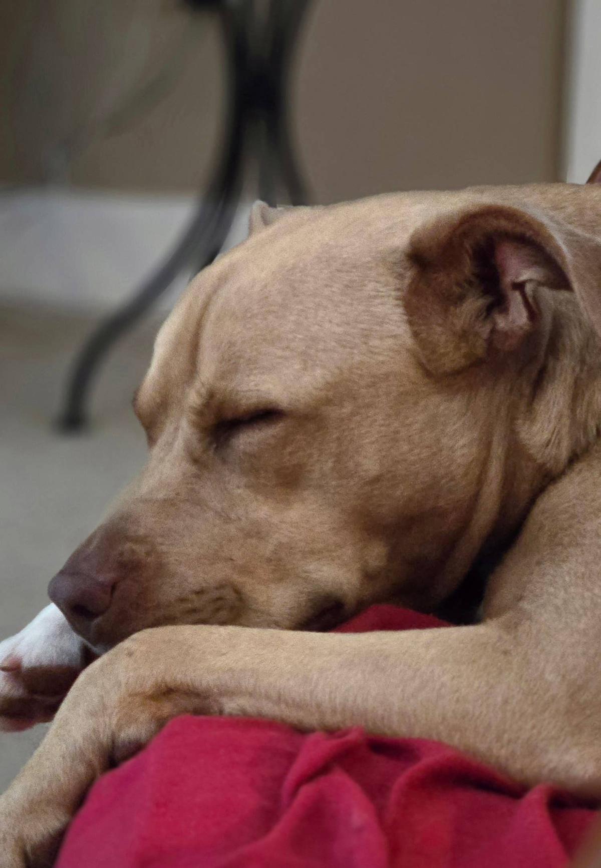  Lillie the pit bull mix at the shelter.