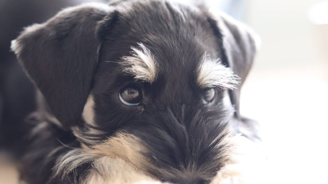 Schnauzer Puppy Looks Exactly Like the Cutest Old Man 