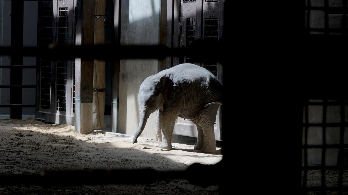 WASHINGTON, DC - APRIL 14: Linh Mai, a 2-month-old Asian elephant, wanders her enclosure during a media preview event at the Smithsonian National Zoological Park on April 14, 2026 in Washington, DC. The new elephant was born February 2nd and is the first Asian elephant born at the zoo in 25 years. (Photo by Anna Moneymaker/Getty Images)