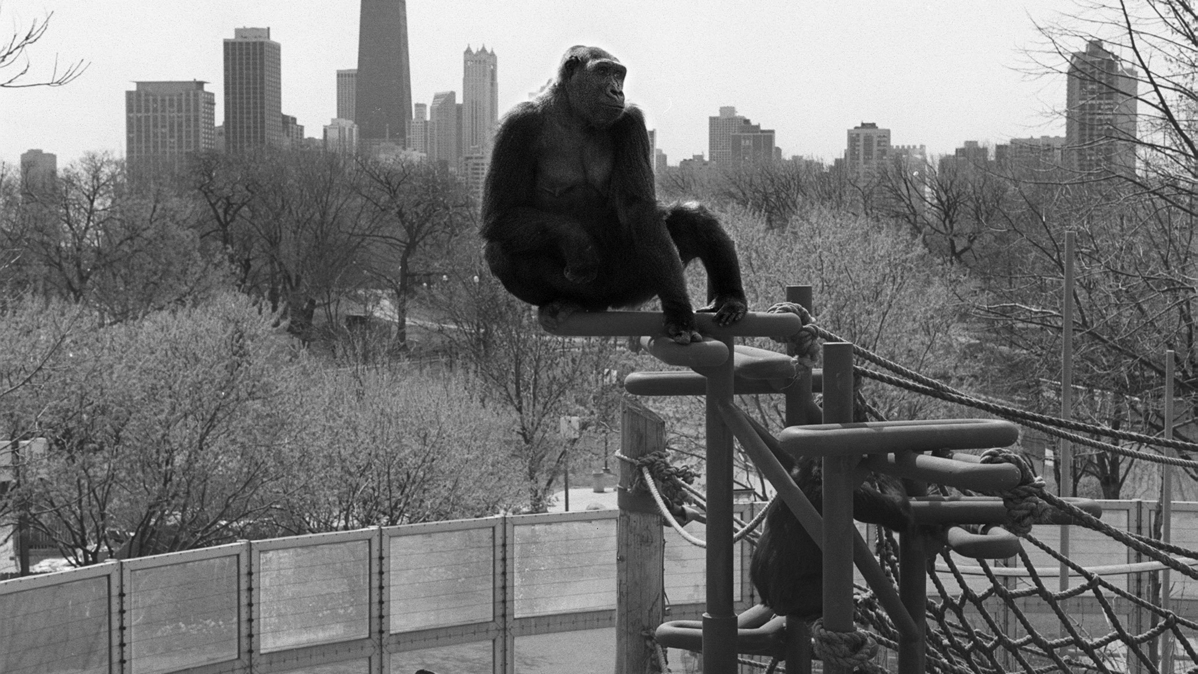 A gorilla takes in the view of Lincoln Park Zoo and the surrounding city on April 6, 2000, from a perch in the outdoor area of the Lester Fisher Great Ape House, which opened in 1976. (Nancy Stone/Chicago Tribune)